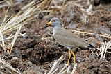 Gray-headed Lapwing